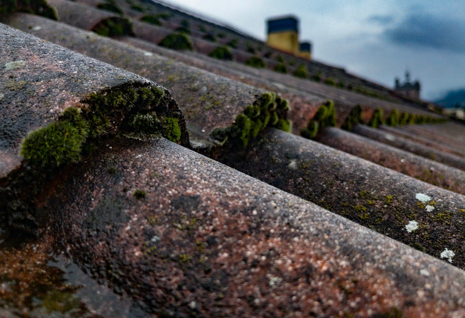 Moss growing on old ridge tiles and a tiled roof slope